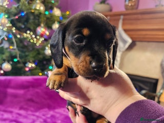 Miniature Dachshund dogs Two Miniature Dachshund Boys Left! - Advert 11