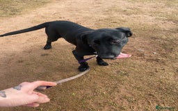 Springador dogs for sale: Coco pop  - Image 5