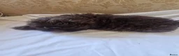 Shih Tzu dogs for sale: Shitzus puppies  - Advert 8