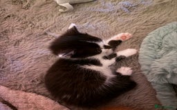 Oriental cats for sale: The Cutest Babies Hand Reared From 2 Weeks - Image 7