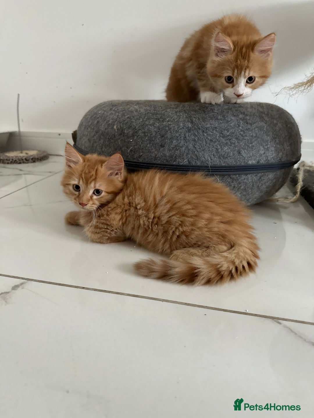 Maine Coon cats for sale: Stunning Kitten Mainecoon Girls - Image 13