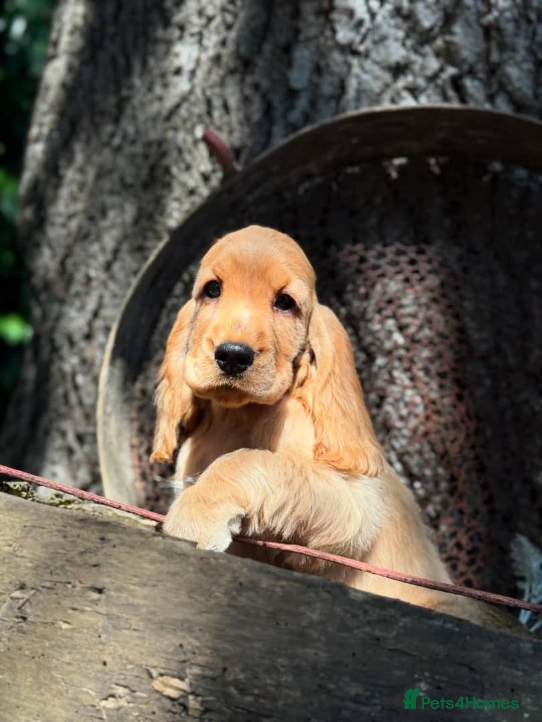Cocker Spaniel dogs for sale: Beautiful cocker spaniel puppy  - Image 5