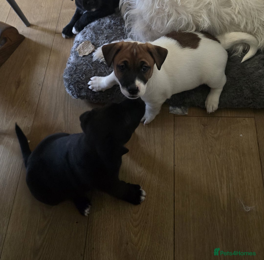 Mixed Breed dogs for sale: playfull puppies - Advert 5