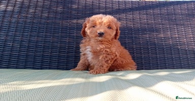 Cavapoo dogs - Advert 4