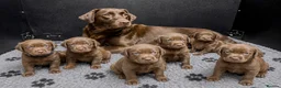 Labrador Retriever dogs for sale: Outstanding choc Labs COI 1% full Health status  in Carlisle - Advert 15