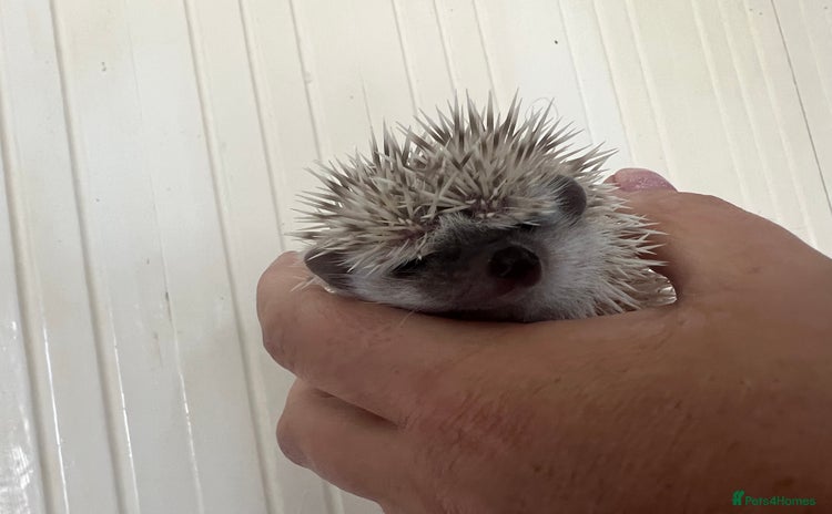 Pygmy Hedgehog rodents - Advert 4