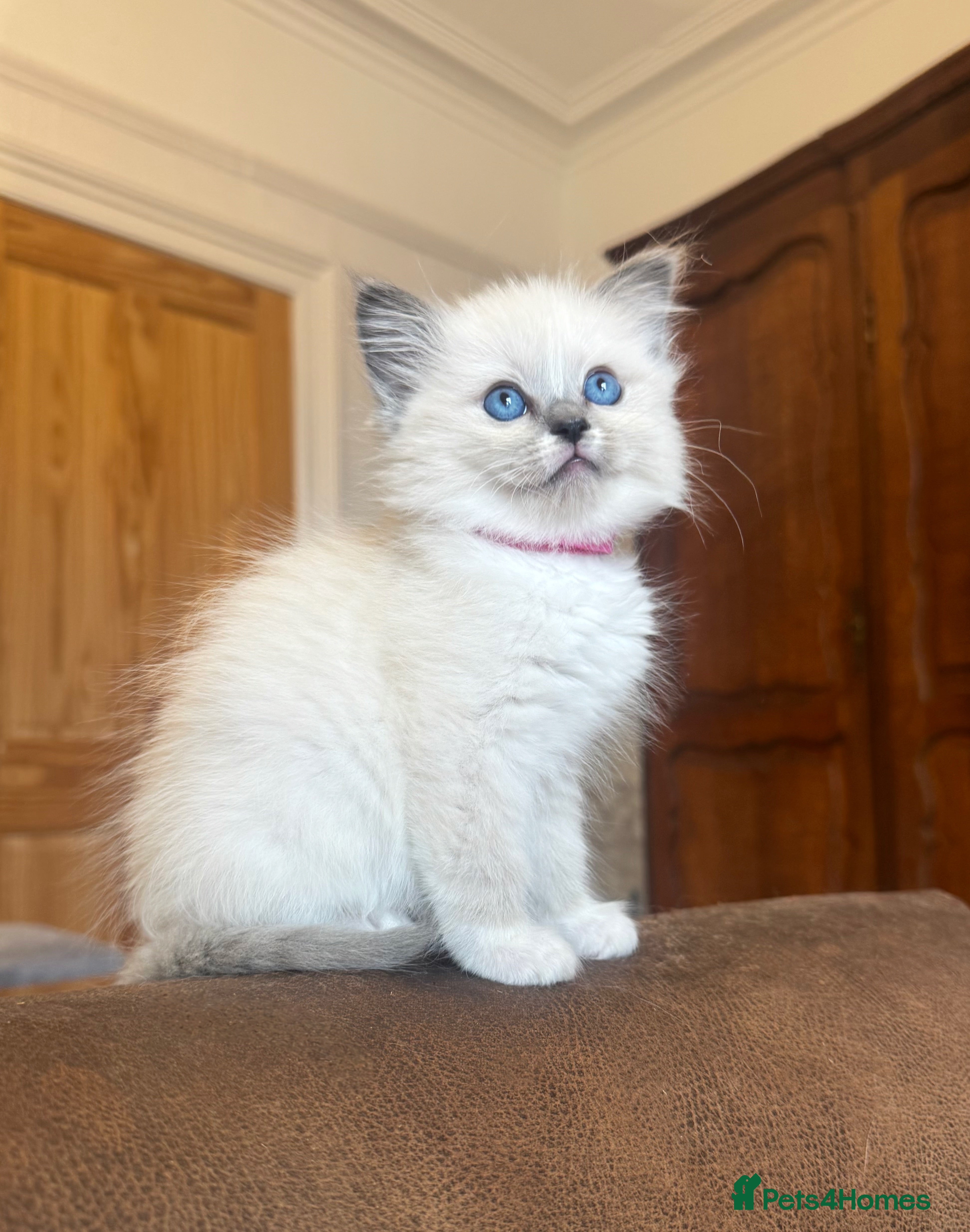 Ragdoll cats GCCF PEDIGREE RAGDOLL KITTENS - Advert 11