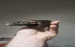Rat rodents for sale: 2 young female rats need a new home - Image 2