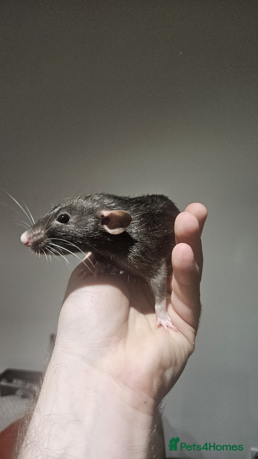 Rat rodents for sale: 2 young female rats need a new home - Image 2