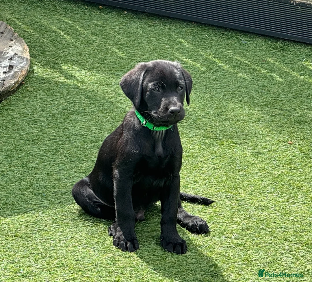 Labrador Retriever dogs for stud: KC REGISTERED LABRADOR FOR STUD ONLY  - Advert 15