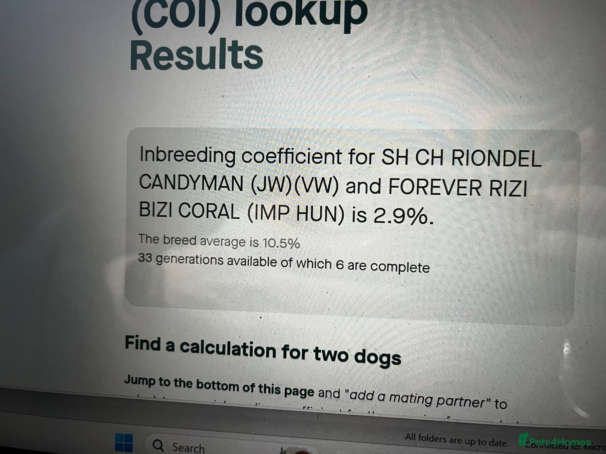 Cocker Spaniel dogs KC Show Type Cocker Spaniels - Advert 2