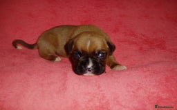 Boxer dogs for sale: Health Tested COI 1.5% KC Registered - Image 38
