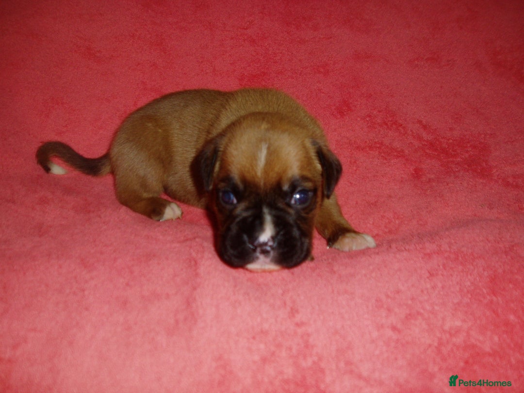 Boxer dogs for sale: Health Tested COI 1.5% KC Registered - Image 38
