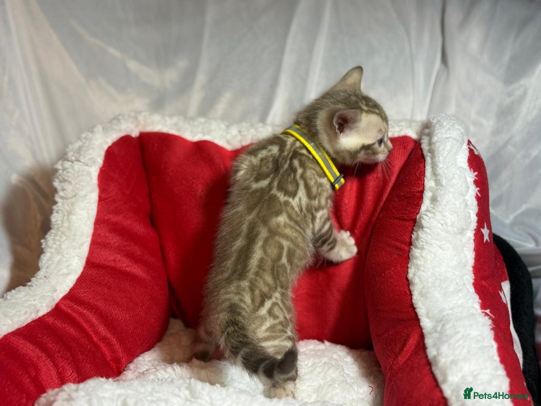 Bengal cats for sale: Bonnies Bengals  - Advert 32