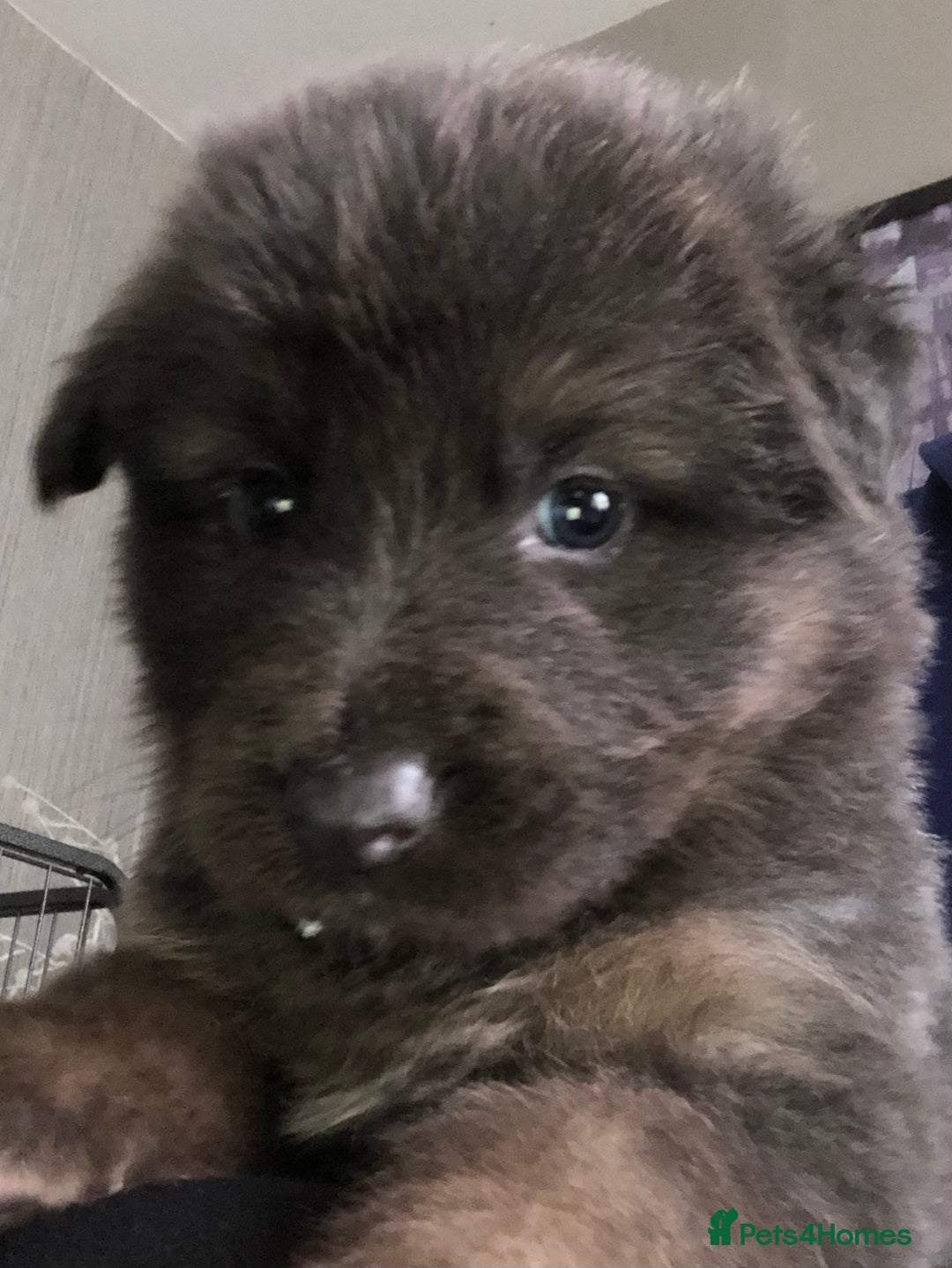 German Shepherd dogs for sale: Blue German Shepherd  - Image 3