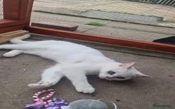 British Shorthair cats for sale: TICA REG silver tipped bsh - Image 9