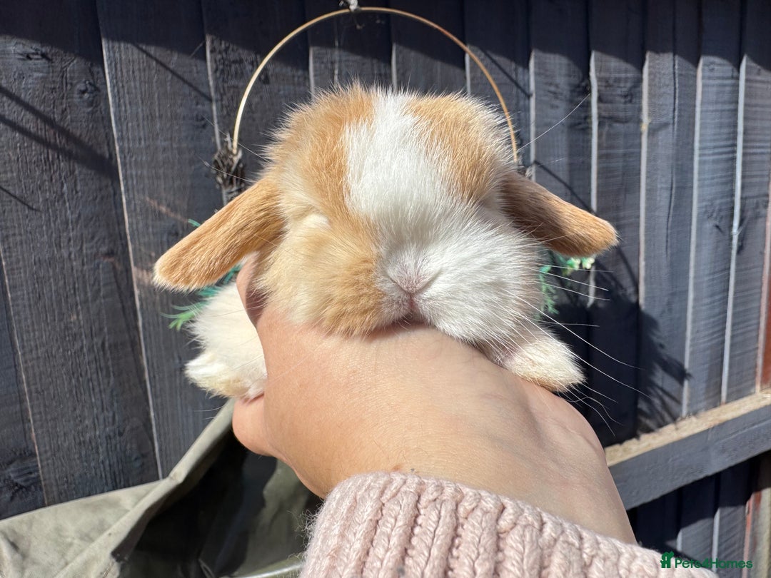 Mini Lop rabbits for sale: STUNNING baby mini lops - Image 4