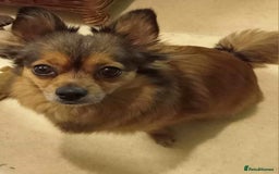 Mixed Breed dogs for sale: Pomtzu  - Image 5