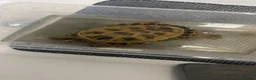 Tortoise reptiles for sale: Female Russian tortoise - Advert 4
