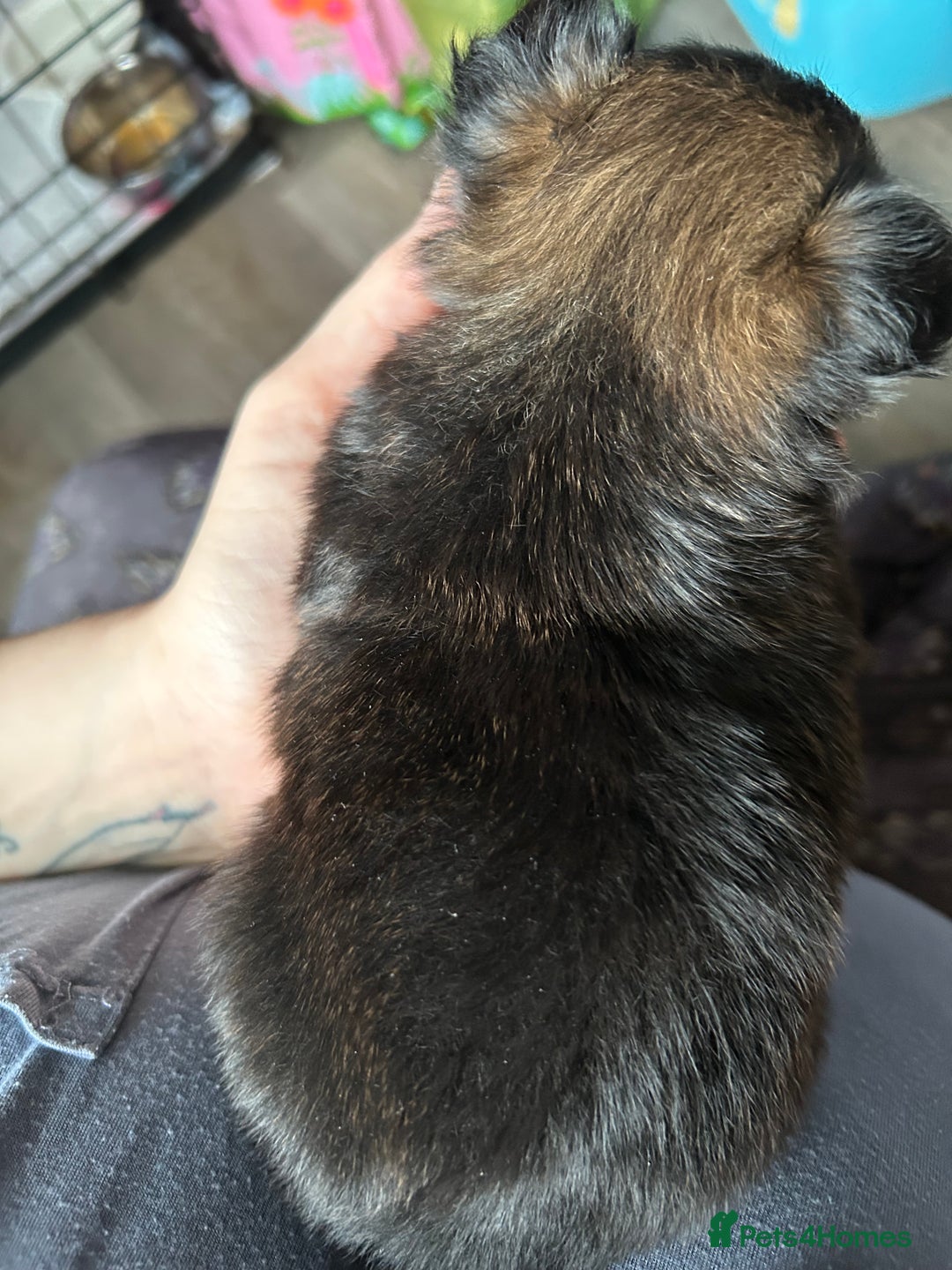 Pomchi dogs for sale: 2 beautiful tiny little Pomchi girls - Image 21