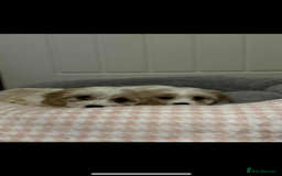 Cavachon dogs for sale: Cavachon Puppies  - Advert 5