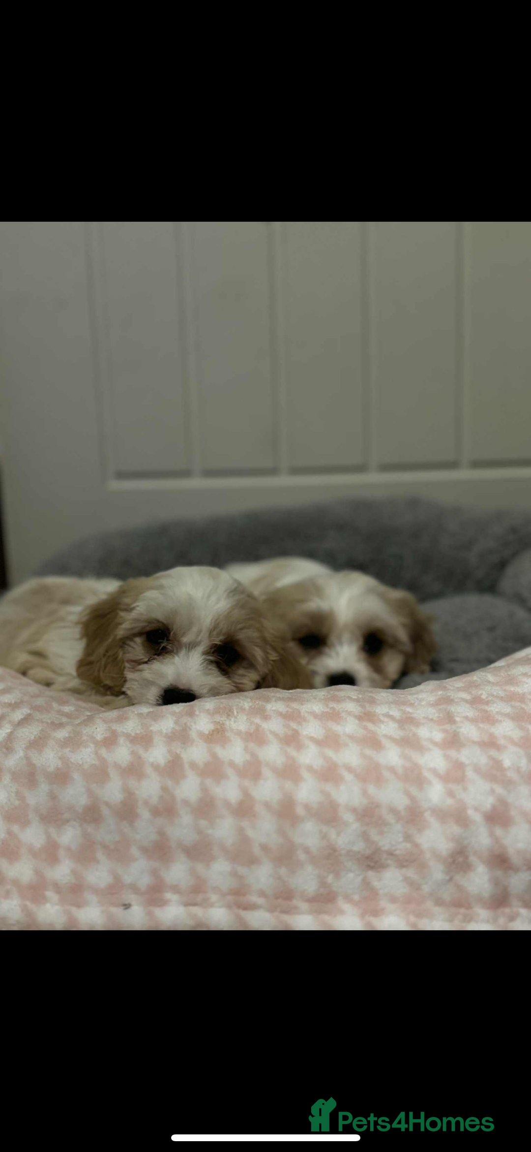 Cavachon dogs for sale: Cavachon Puppies  - Advert 5