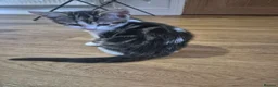 Mixed Breed cats for sale: Kittens for sale - Advert 3