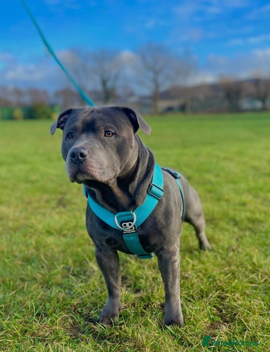 Staffordshire Bull Terrier dogs for sale: Blue StaffordshireBull Terrier Champion Pup - Image 8