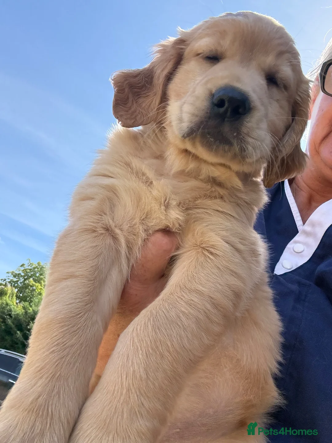 Mixed Breed dogs for sale: Stunning litter Flat coat x golden retriever  in Telford - Advert 1