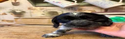 Cocker Spaniel dogs for sale: Show Cocker Spaniel Pups - Advert 4