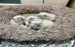 Ragdoll cats for sale: Adorable blue eyed babies - Advert 1