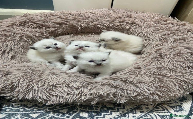 Ragdoll cats Adorable blue eyed babies - Advert 1