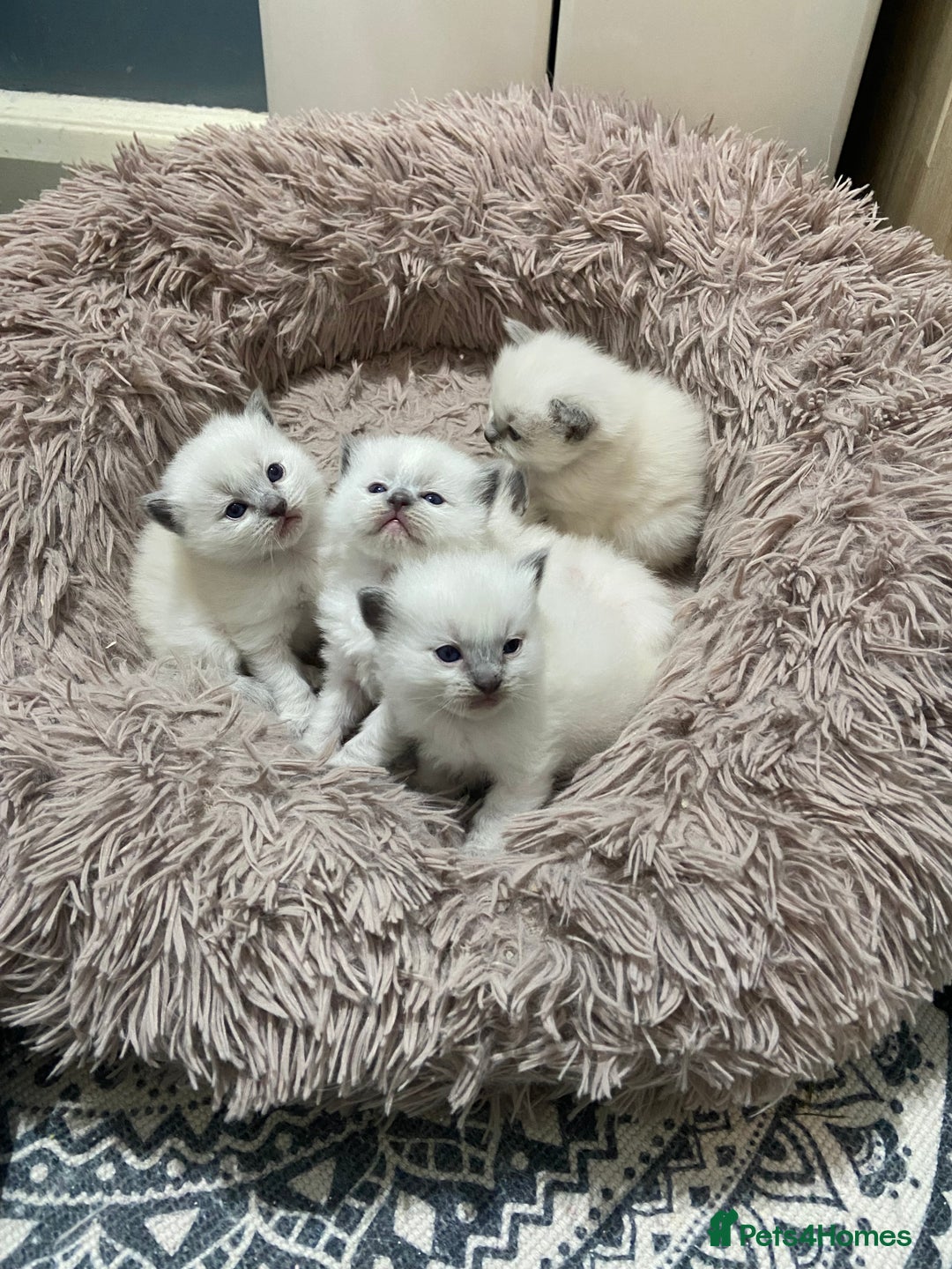 Ragdoll cats for sale: Adorable blue eyed babies - Advert 1