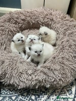 Ragdoll cats Adorable blue eyed babies - Advert 6