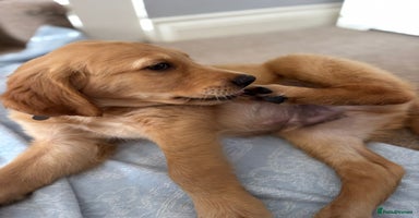 Golden Retriever dogs - Advert 9