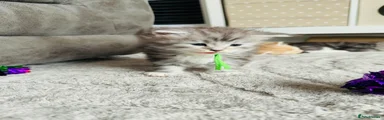 Green collar