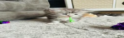 Maine Coon cats for sale: Stunning Maine coon kittens 4 available - Advert 8