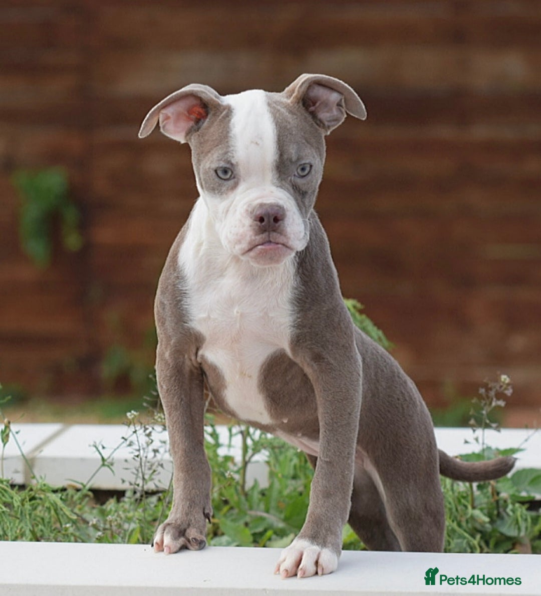 Olde English Bulldogge dogs for sale: 🛑23 YEARS🛑5⭐️APPROVED⭐️LICENSED  - Image 11