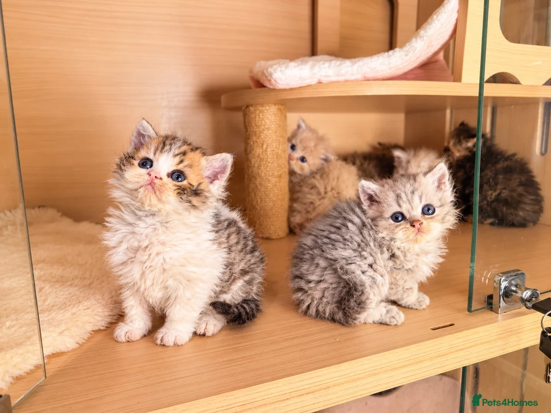 Selkirk Rex cats for sale: Beautiful litter of longhair Selkirk Rex kittens - Advert 2