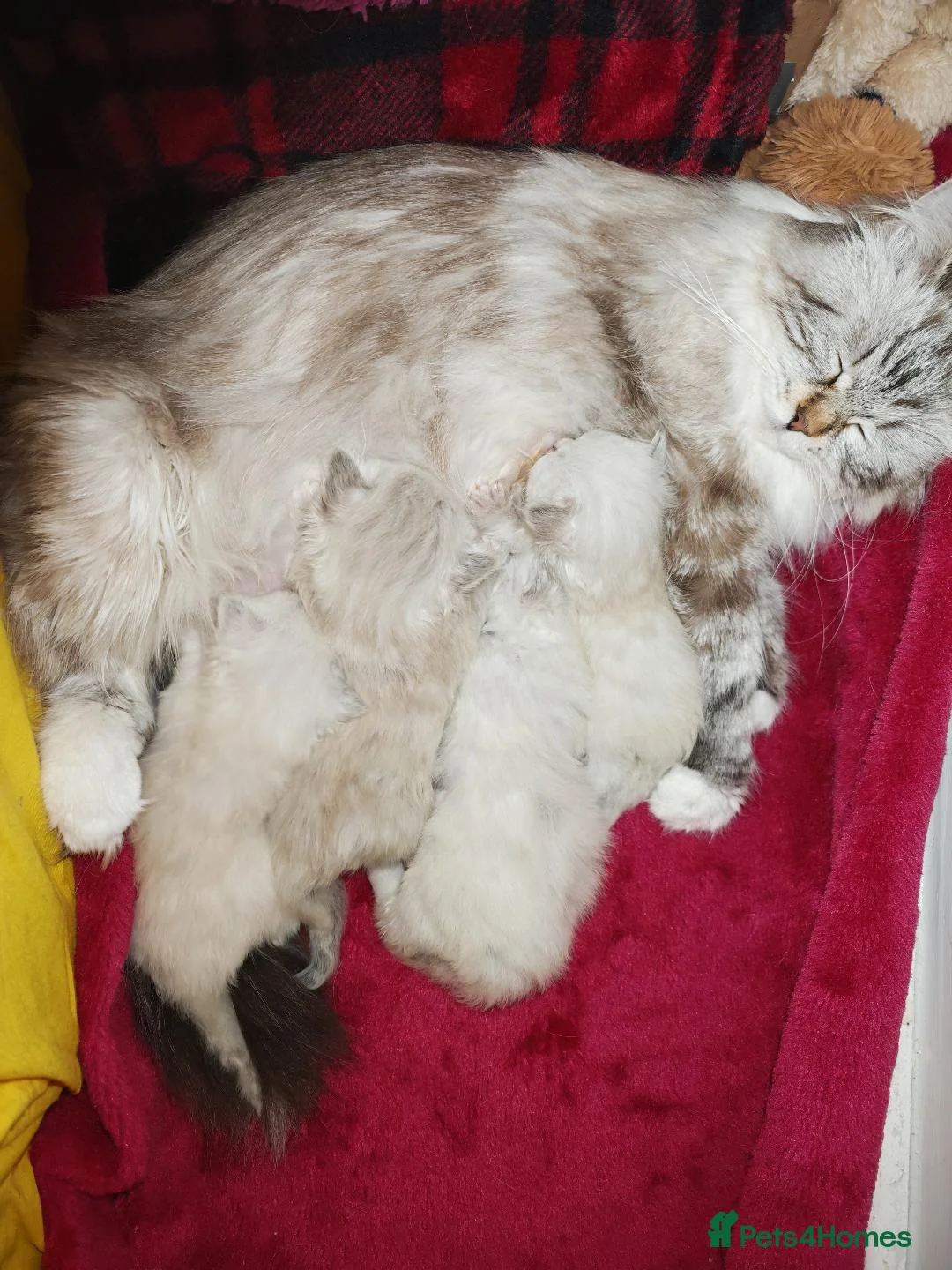 Siberian cats for sale: NM babies from GCCF/TICA parents - Advert 1