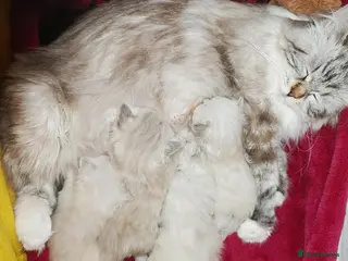 Siberian cats NM babies from GCCF/TICA parents - Advert 2