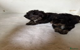 Jackapoo dogs for sale: Absolutely stunning jackapoo - Image 5