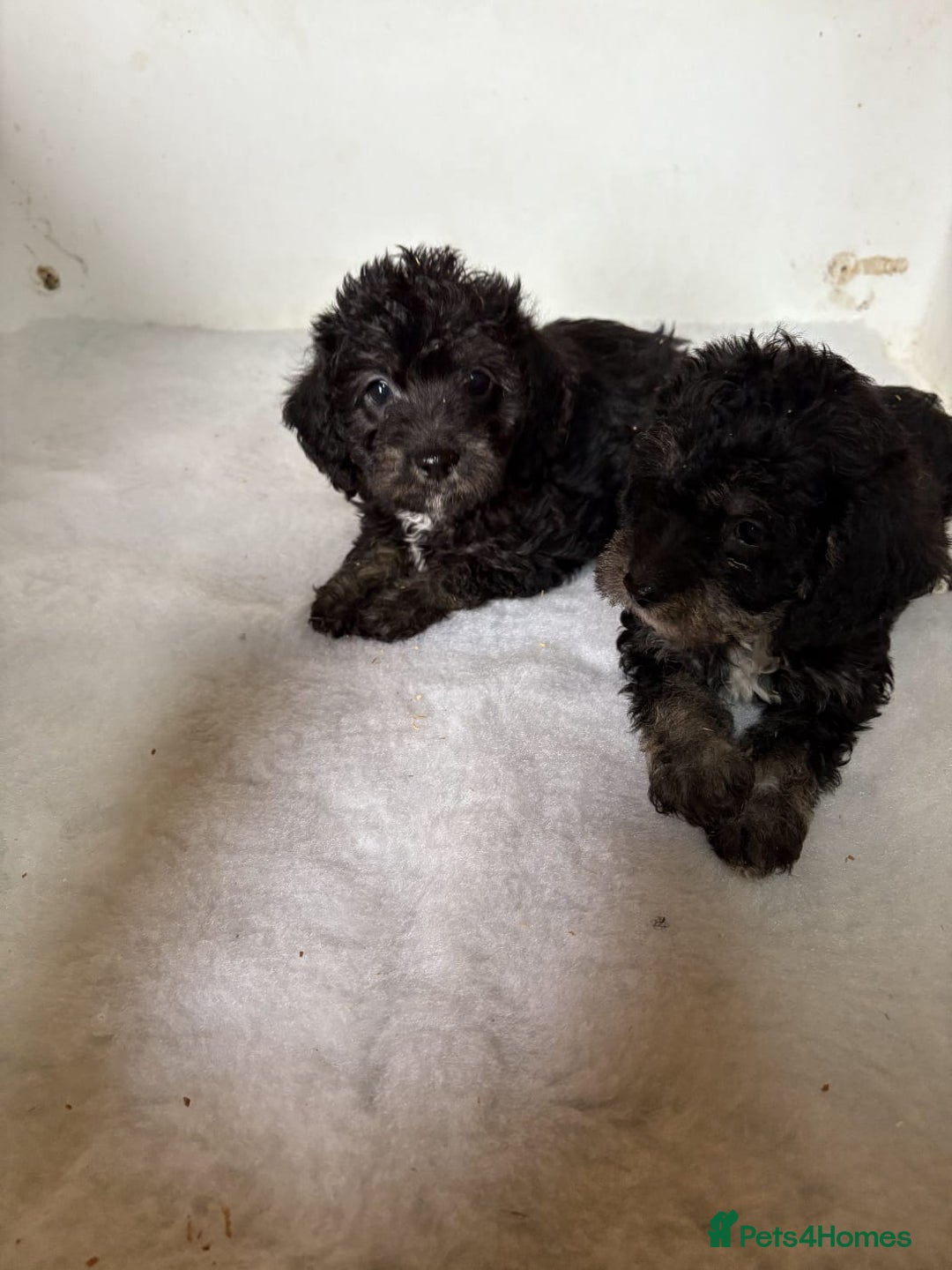 Jackapoo dogs for sale: Absolutely stunning jackapoo - Image 5