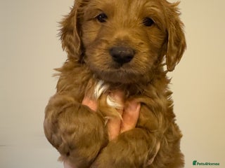 Australian Labradoodle dogs Australian Labradoodle DNA tested - Advert 1