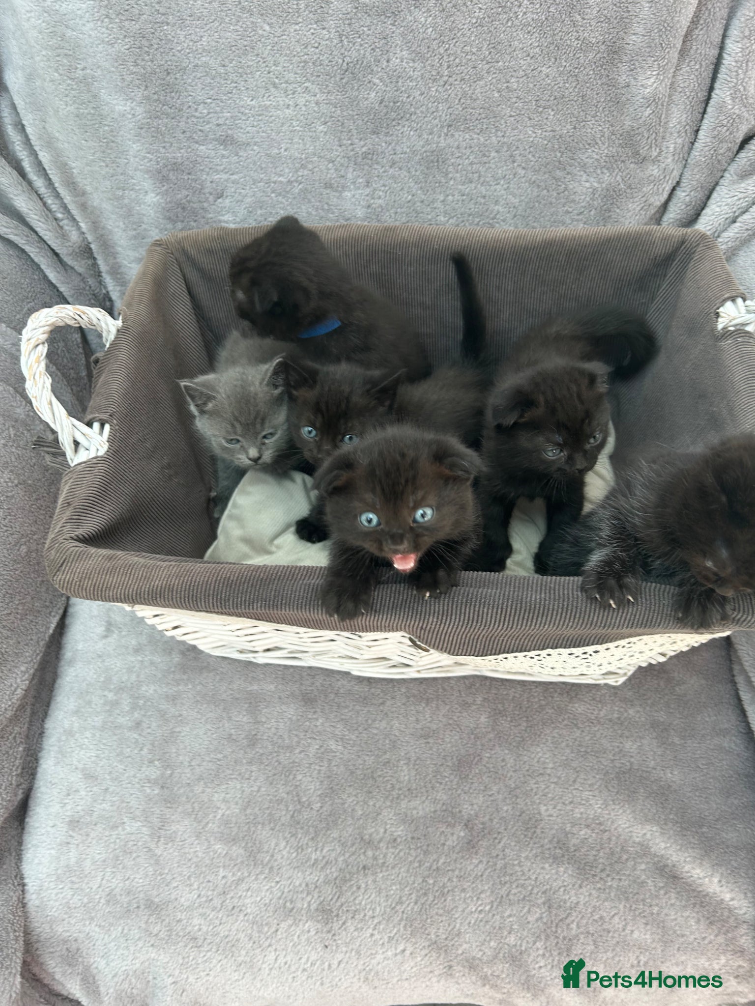 Scottish Fold cats for sale: Scottish folds and straights - Advert 1