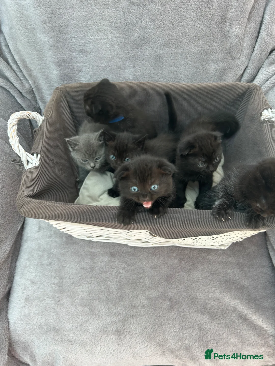 Scottish Fold cats for sale: Scottish folds and straights in Doncaster - Advert 1