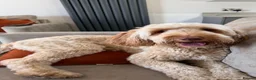 Goldendoodle dogs for sale: Stunning Multigenerational Goldendoodles Licensed  - Advert 4
