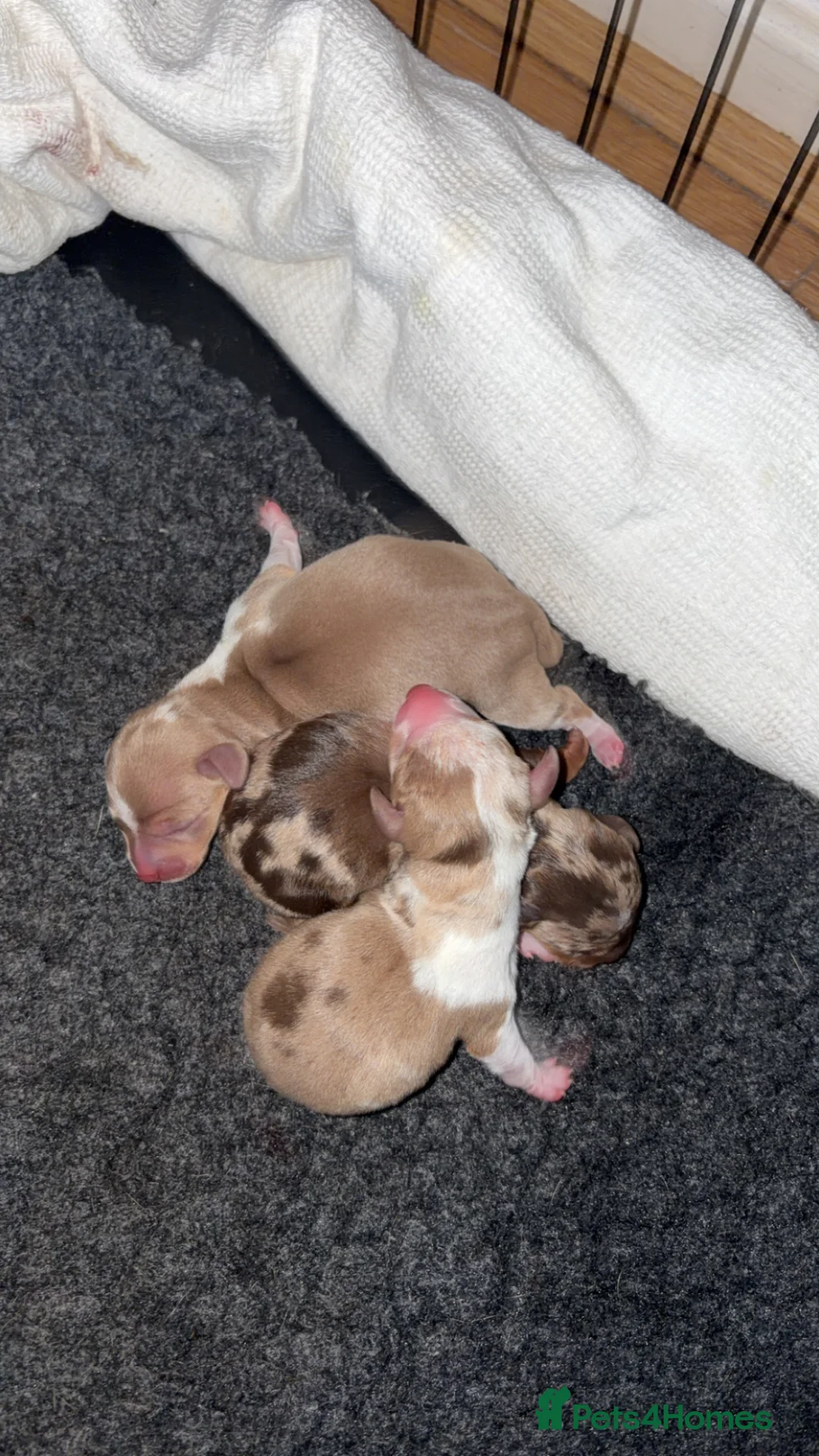 Miniature Dachshund dogs for sale: KC registered PRA clear miniature dachshunds - Advert 2