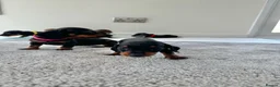 Miniature Dachshund dogs for sale: Miniature dachshund’s from health tested parents - Advert 9