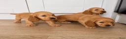 Cocker Spaniel dogs for sale: 3 cocker spaniel puppies  in Kilmarnock - Advert 3